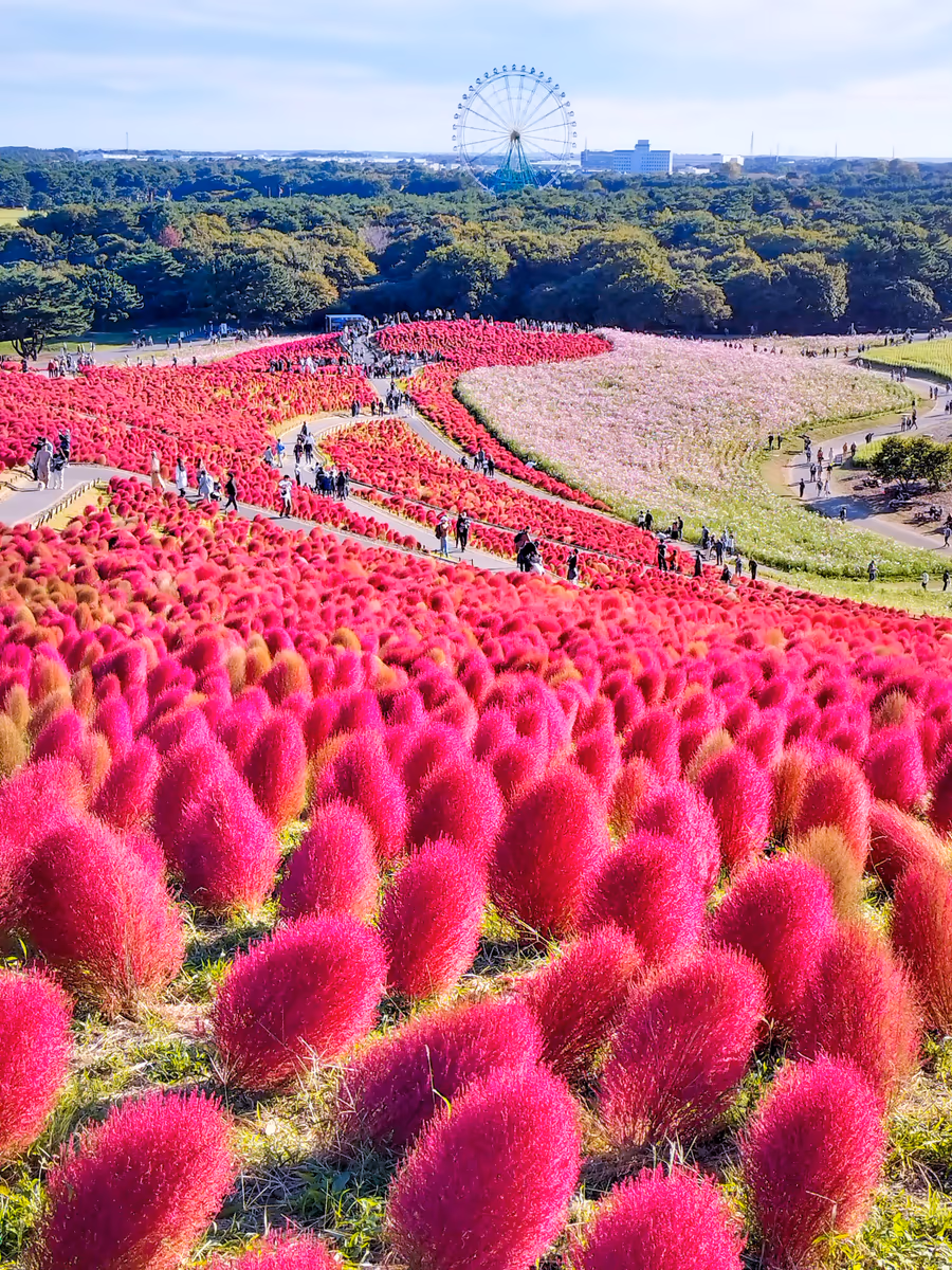 投稿写真：コキアの紅葉と観覧車