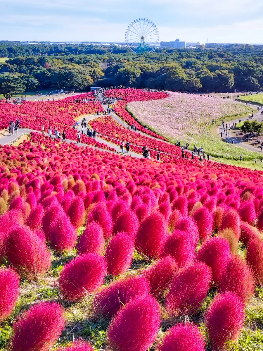 投稿写真：コキアの紅葉と観覧車