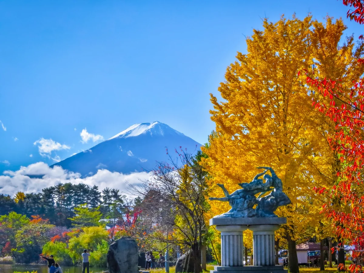 投稿写真：イチョウの黄葉と富士山
