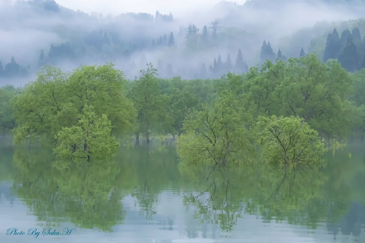 投稿写真：水没林