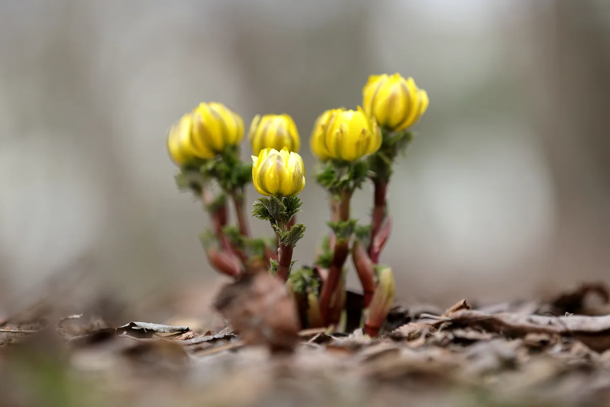 投稿写真：福寿草