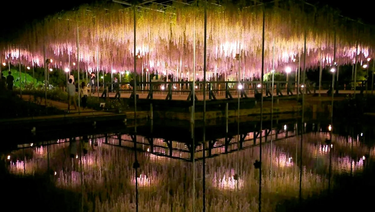 投稿写真：藤の棚