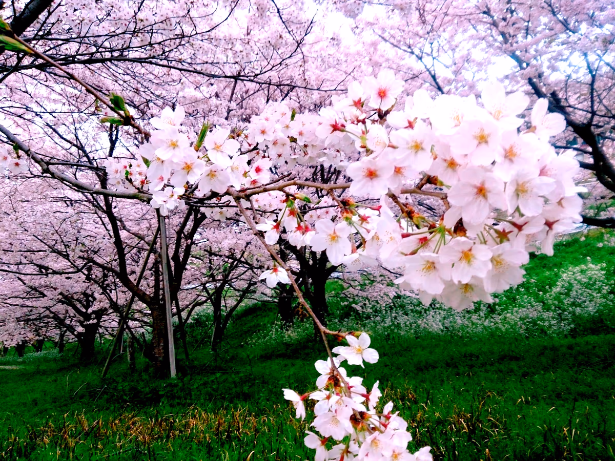 投稿写真：千綿の桜