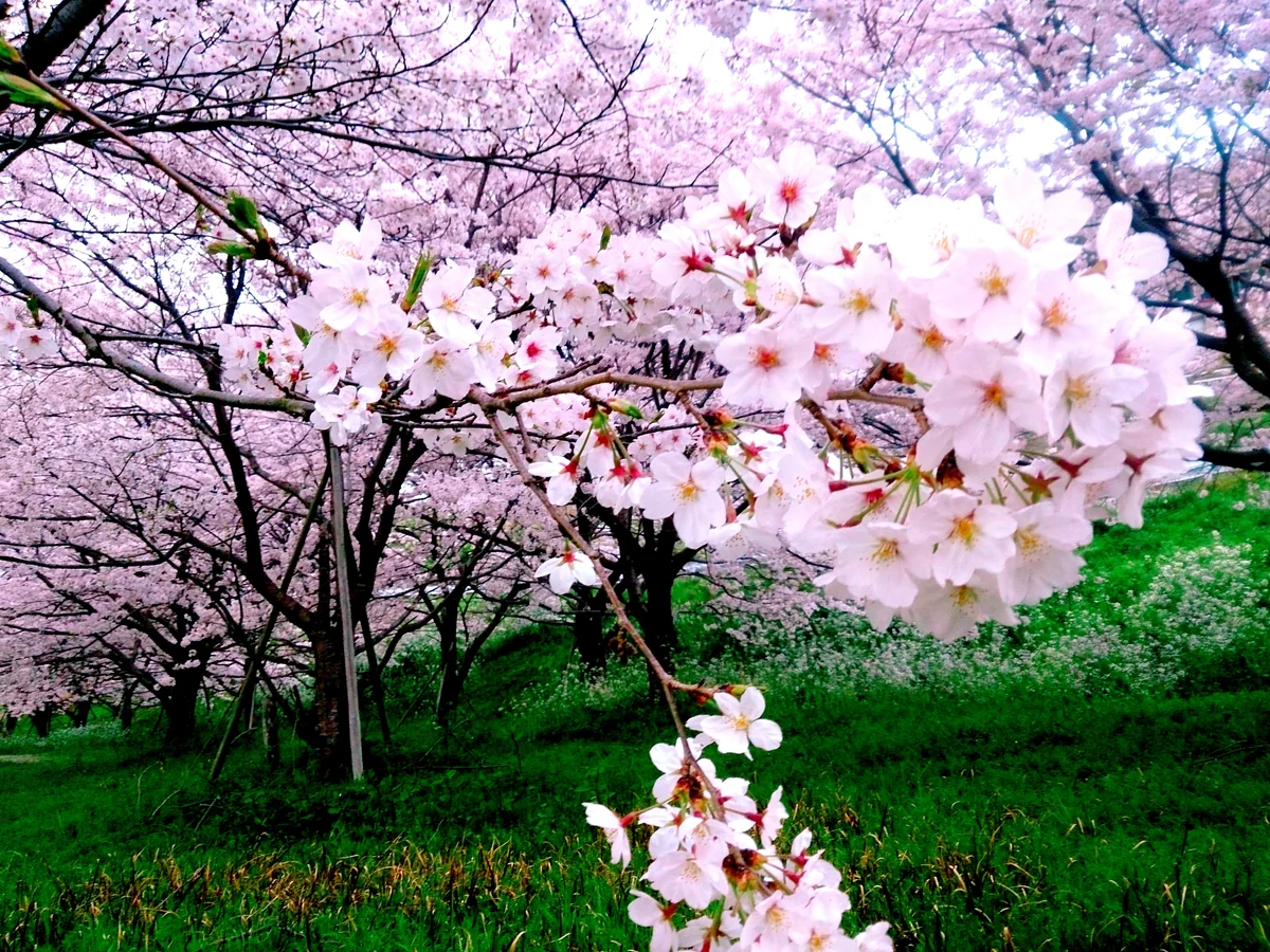 投稿写真：千綿の桜