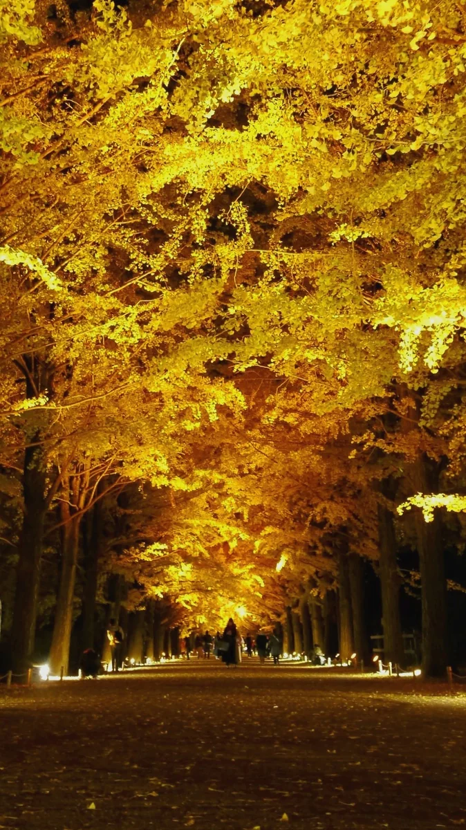 投稿写真：黄金のトンネル