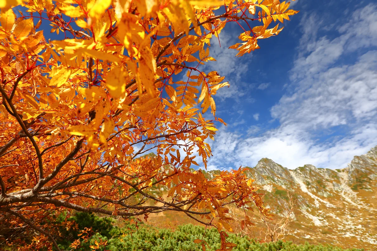 投稿写真：千畳敷カールの紅葉