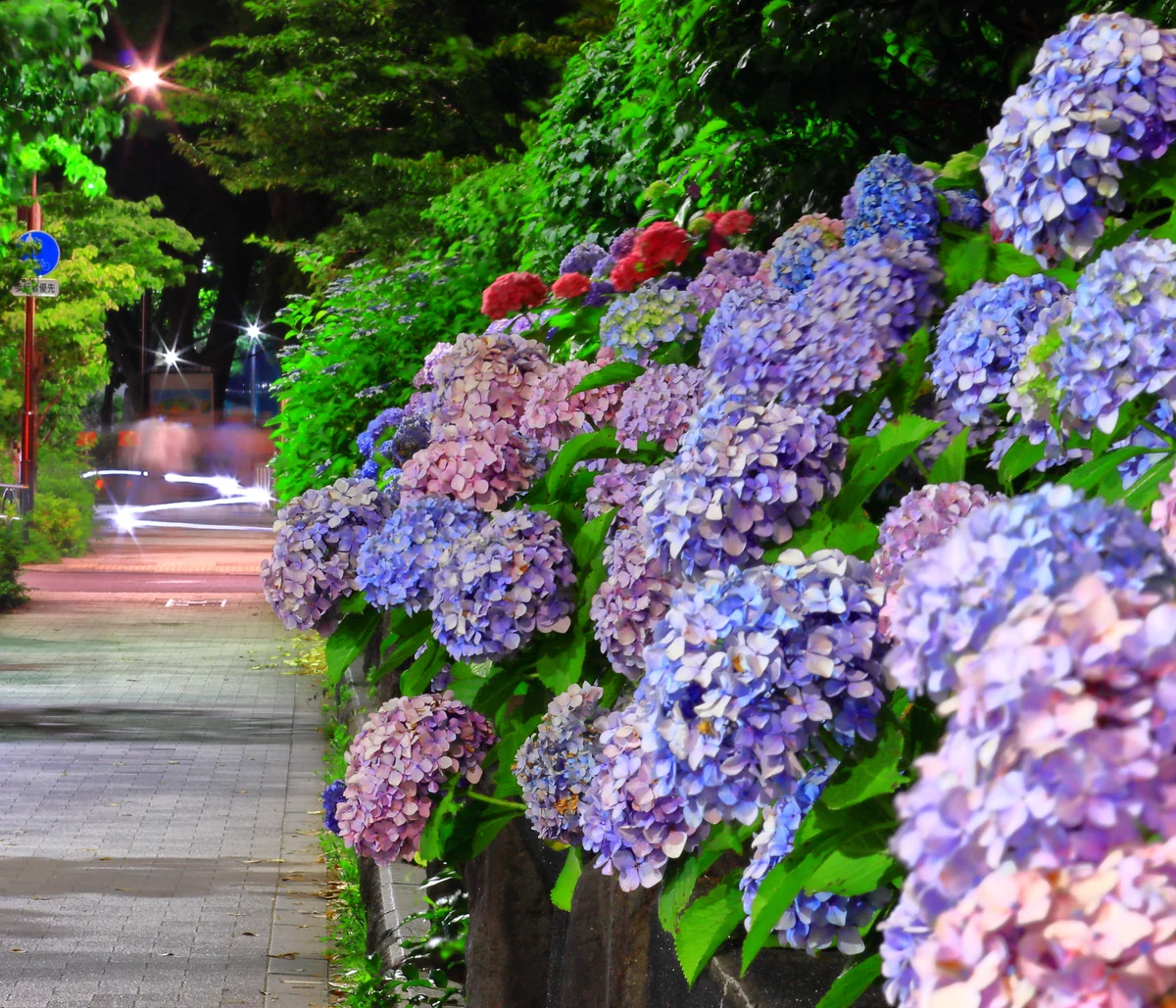 投稿写真：あじさい通り２