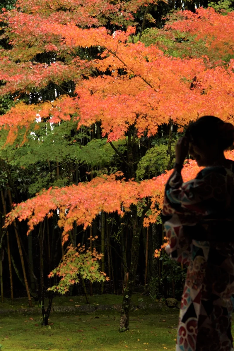 投稿写真：京都の高桐院