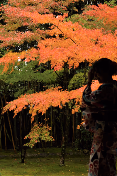 投稿：京都の高桐院