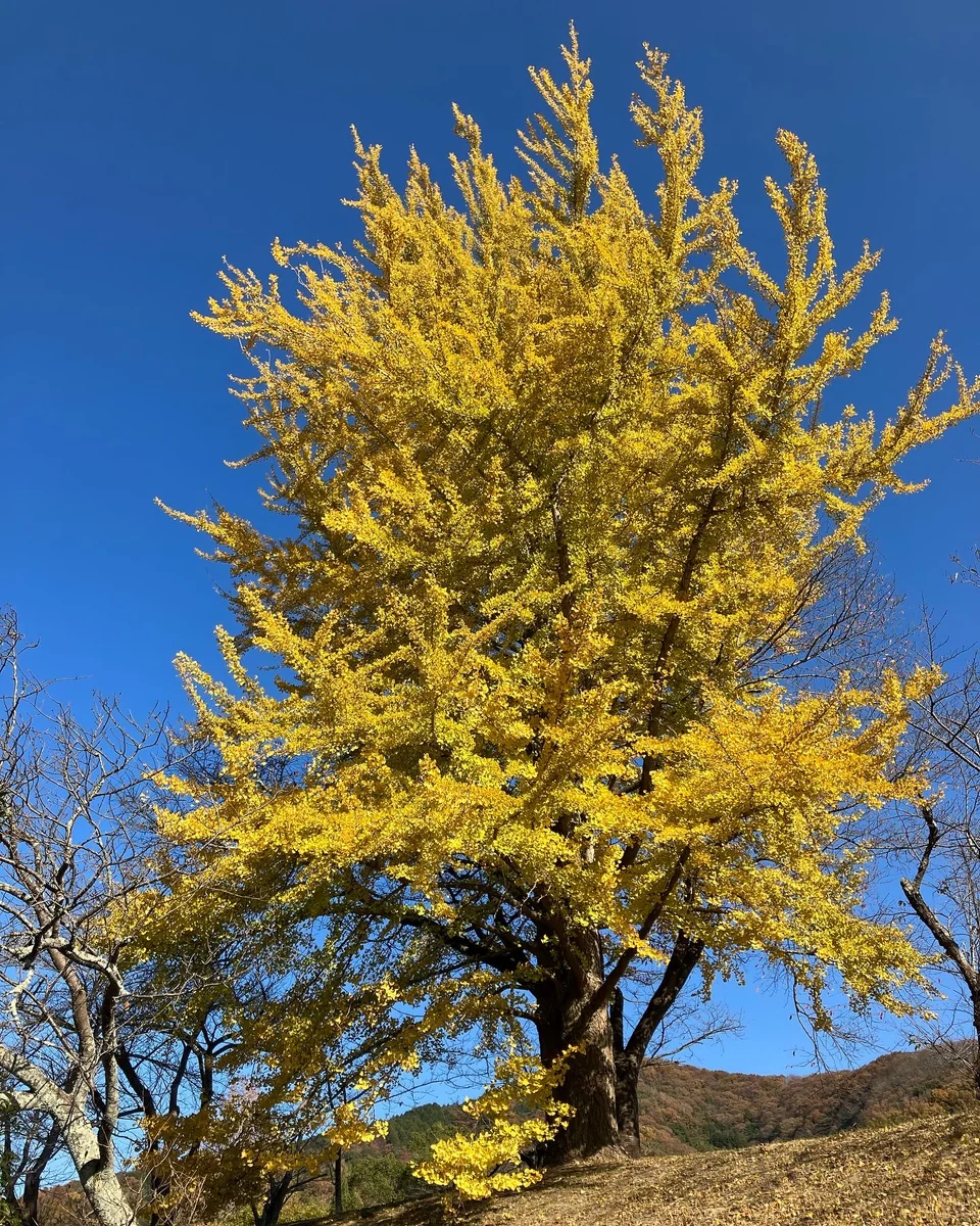 投稿写真：紅葉はちょびっと遅く