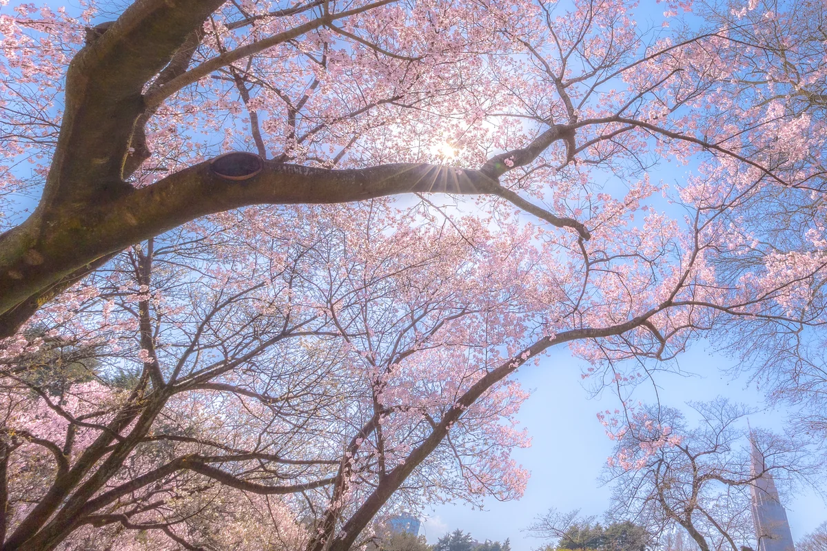 投稿写真：早咲きの桜、新宿御苑