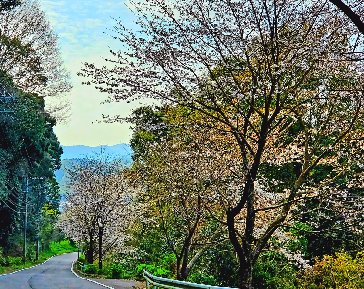 投稿写真：ソメイヨシノの咲き始め