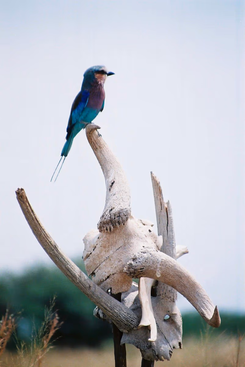 投稿写真：Lilac-breasted Roller
