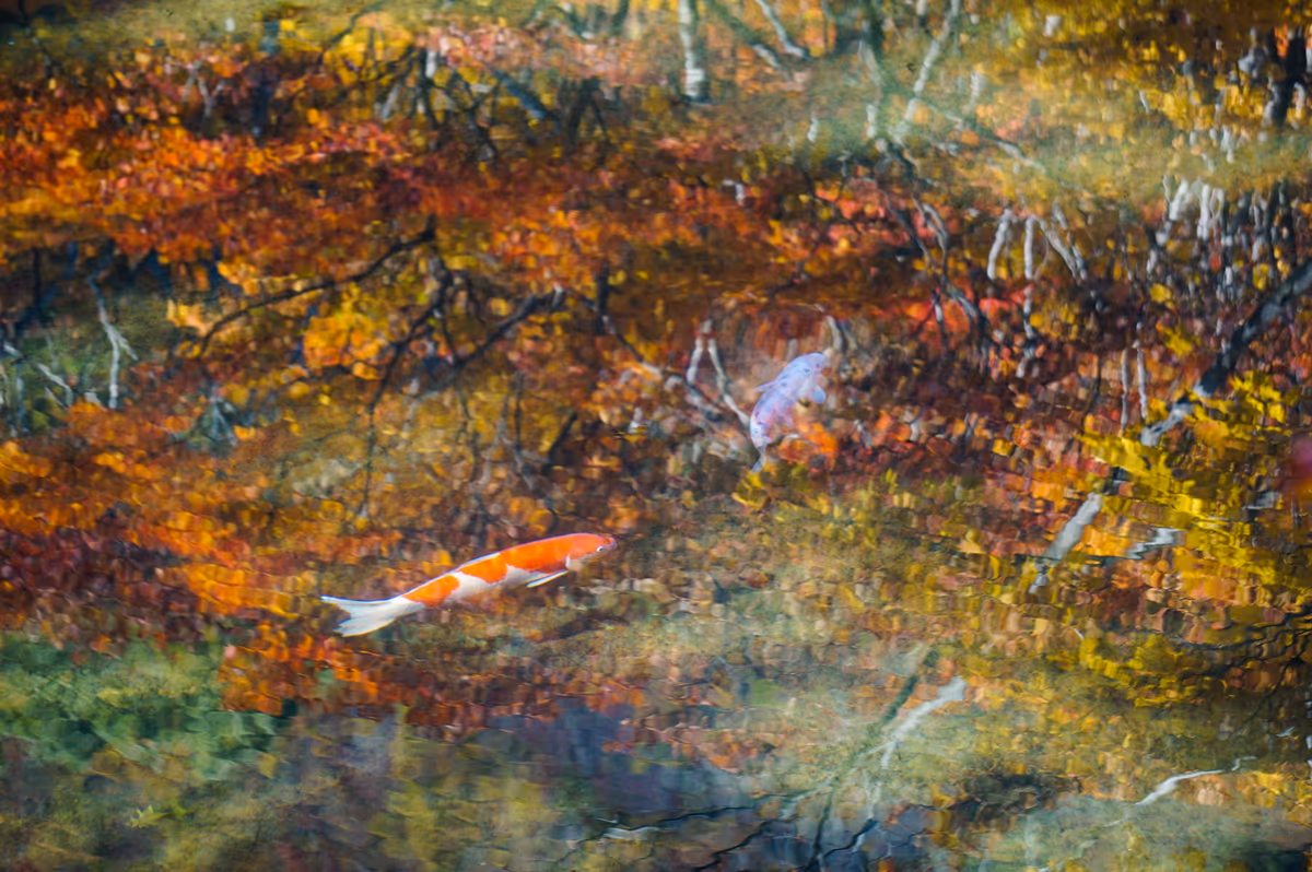 投稿写真：佐渡の名所、紅葉山の紅葉が映った“鏡池”に泳ぐ錦鯉