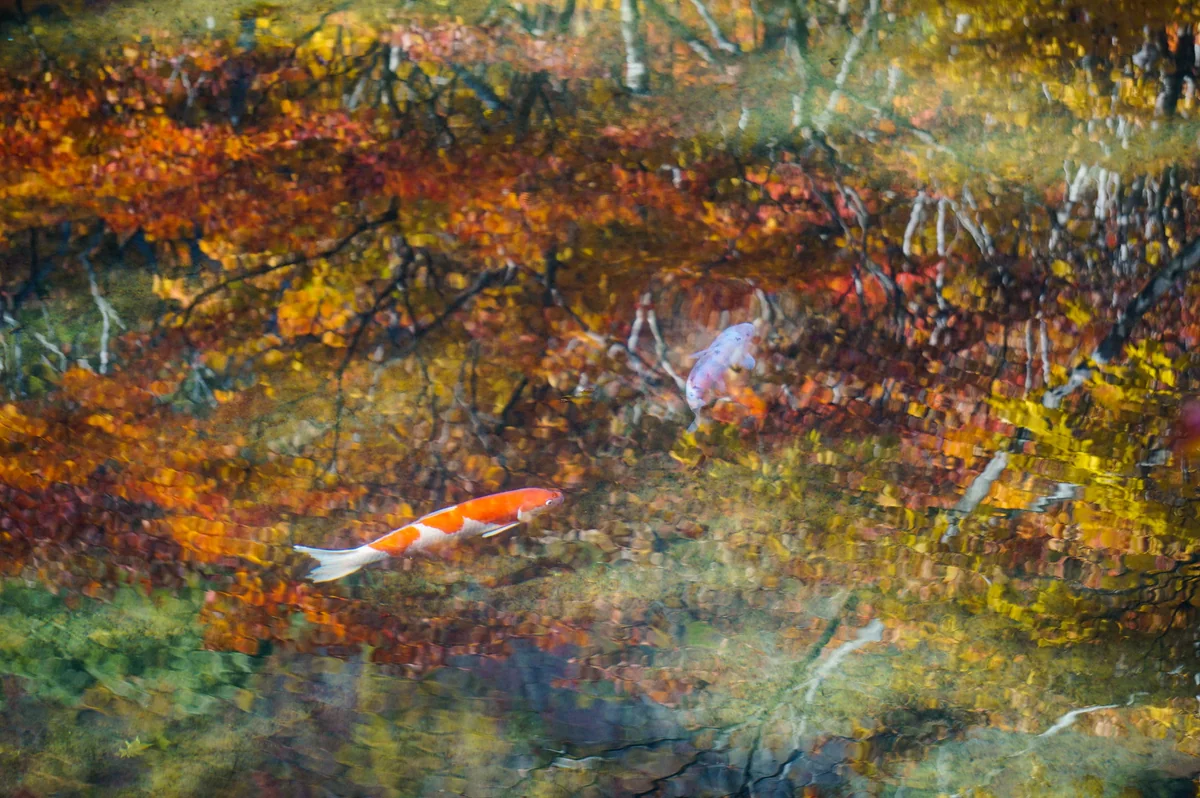 投稿写真：佐渡の名所、紅葉山の紅葉が映った“鏡池”に泳ぐ錦鯉