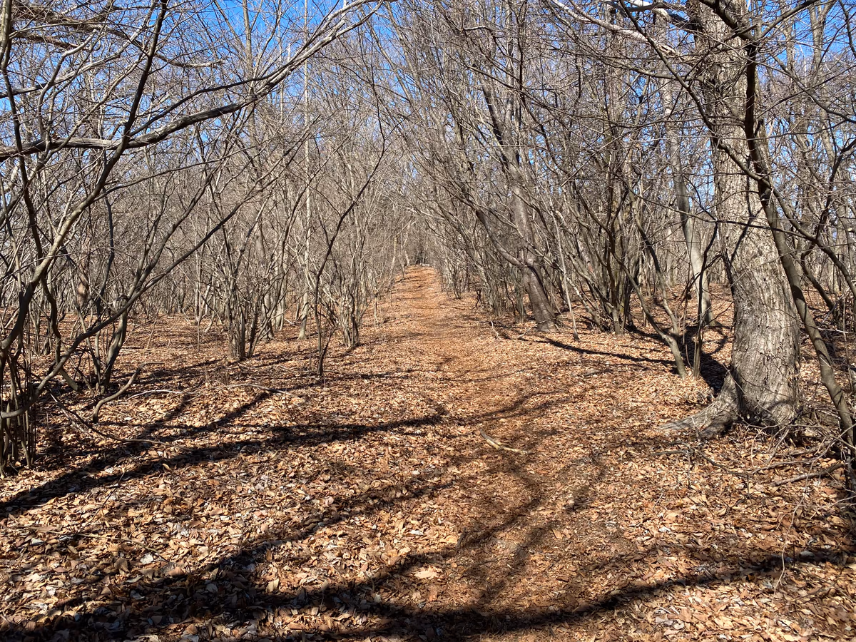 投稿写真：槇寄山への山道