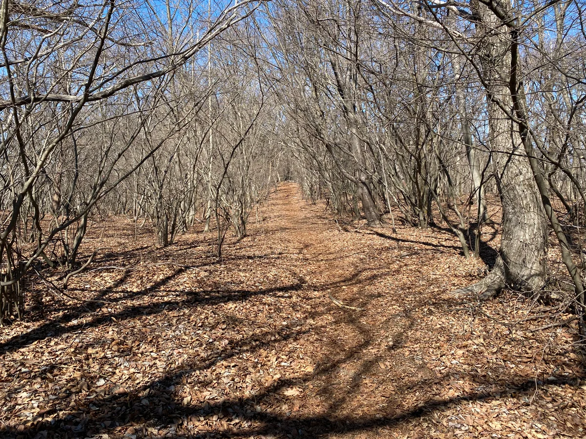 投稿写真：槇寄山への山道