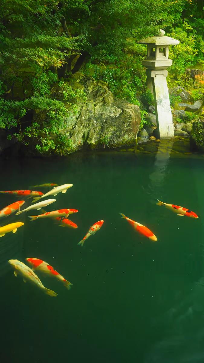 投稿写真：足立美術館　鯉