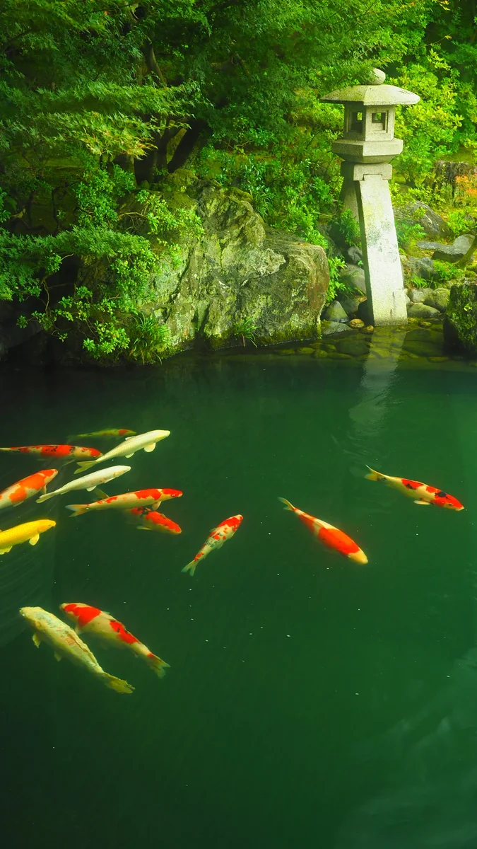 投稿写真：足立美術館　鯉