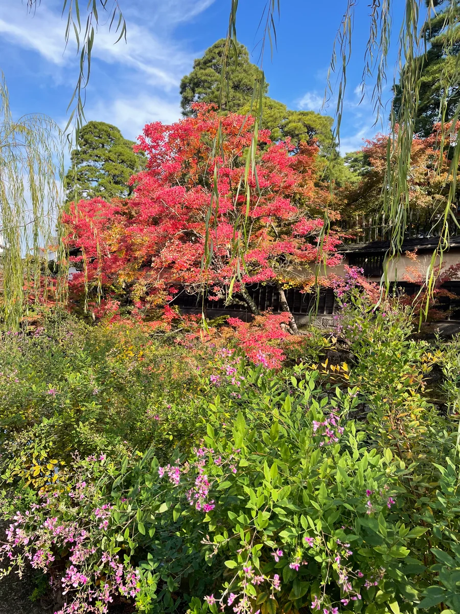 投稿写真：倉敷美観地区
