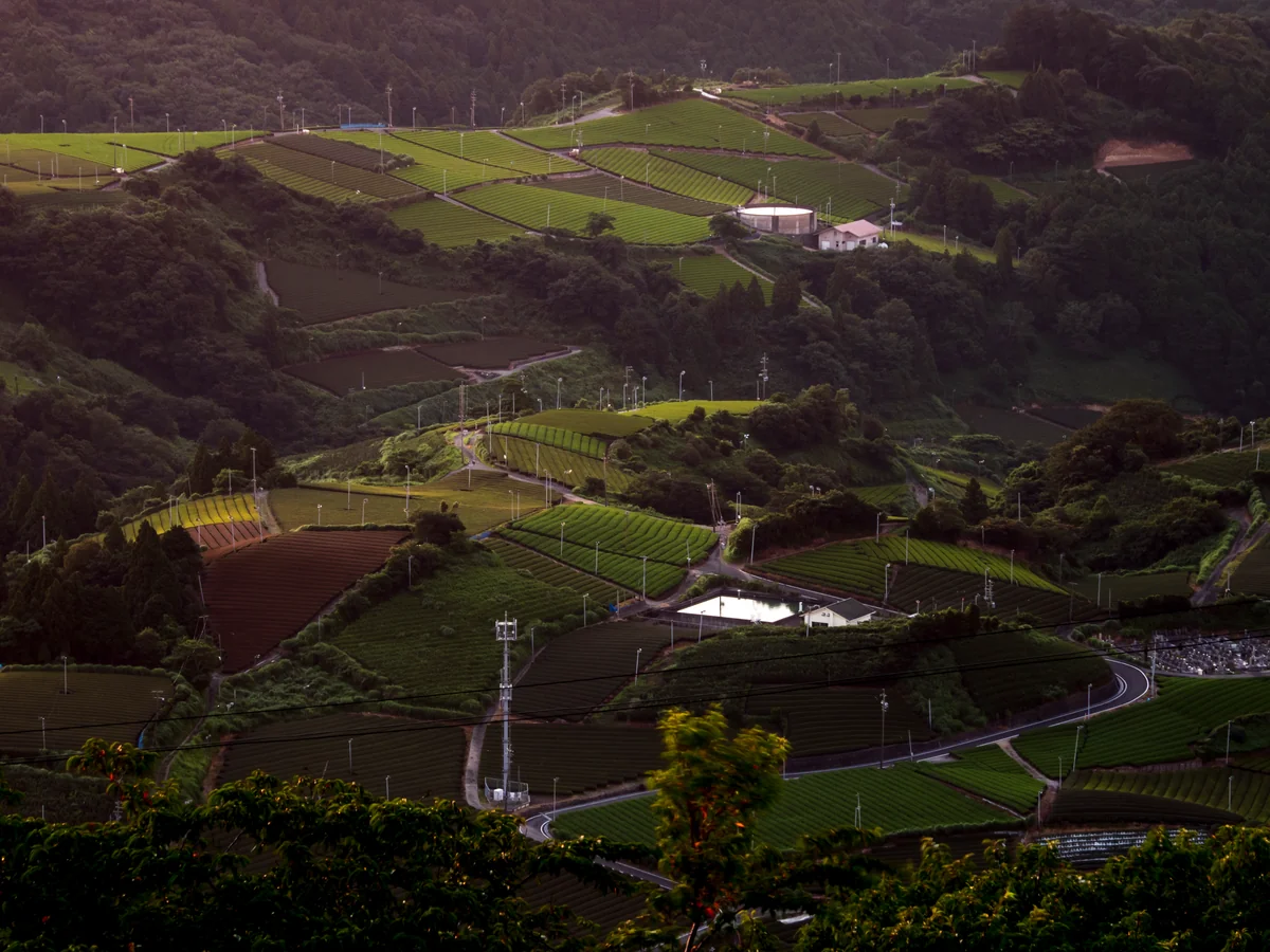 投稿写真：朝日に照らされる茶畑