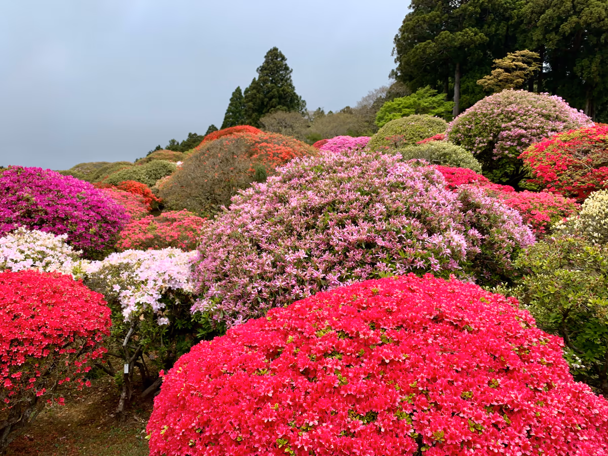 投稿写真：つつじ庭園