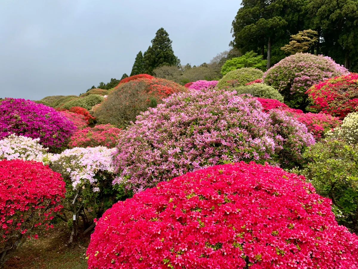投稿写真：つつじ庭園