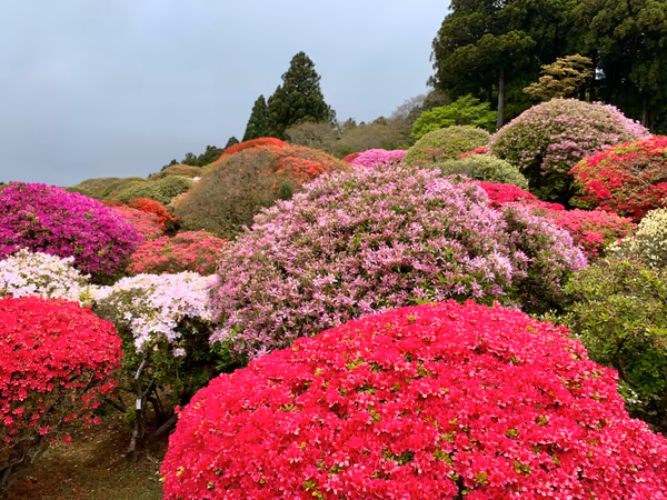 投稿：つつじ庭園
