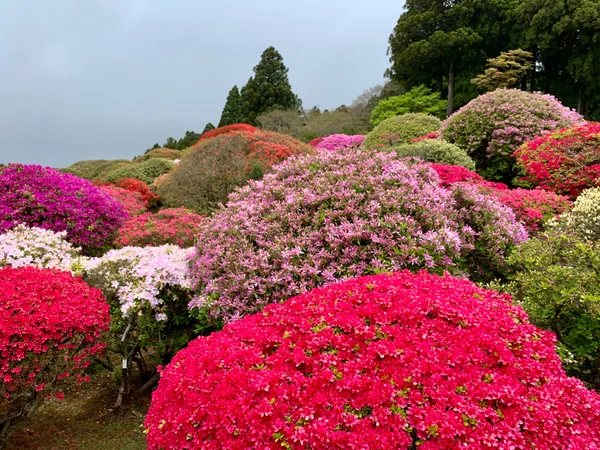 投稿：つつじ庭園