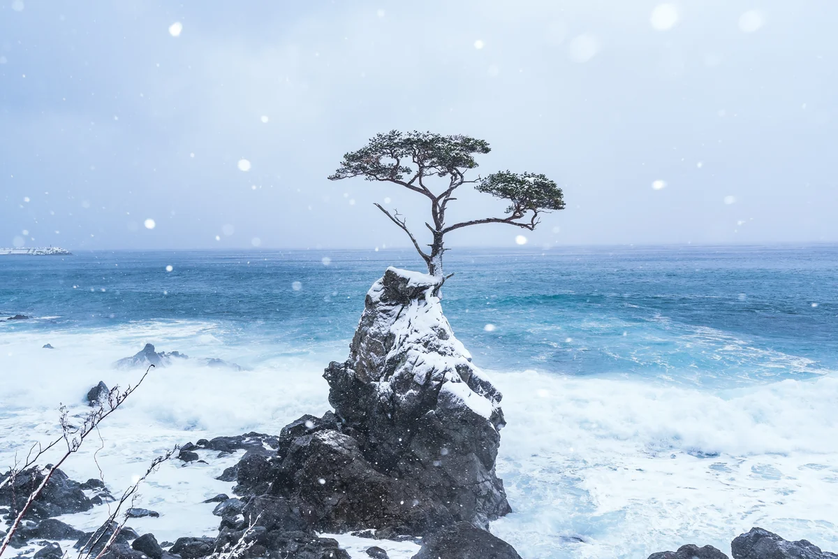 投稿写真：見立の一本松【佐渡島】