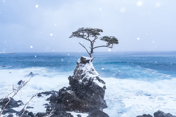 投稿：見立の一本松【佐渡島】