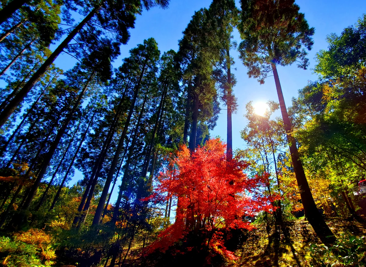 投稿写真：鍋ヶ滝のもみじ