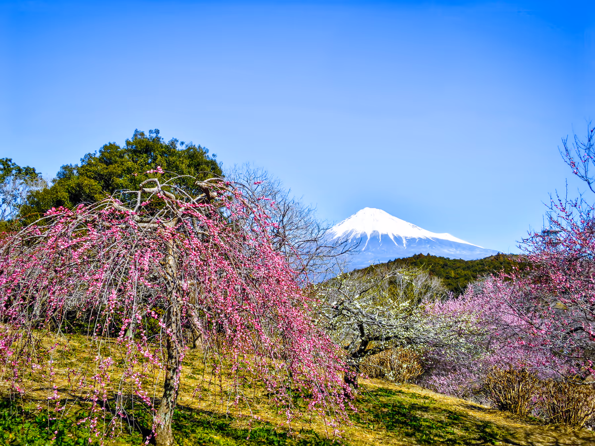 投稿写真：紅白梅と富士山