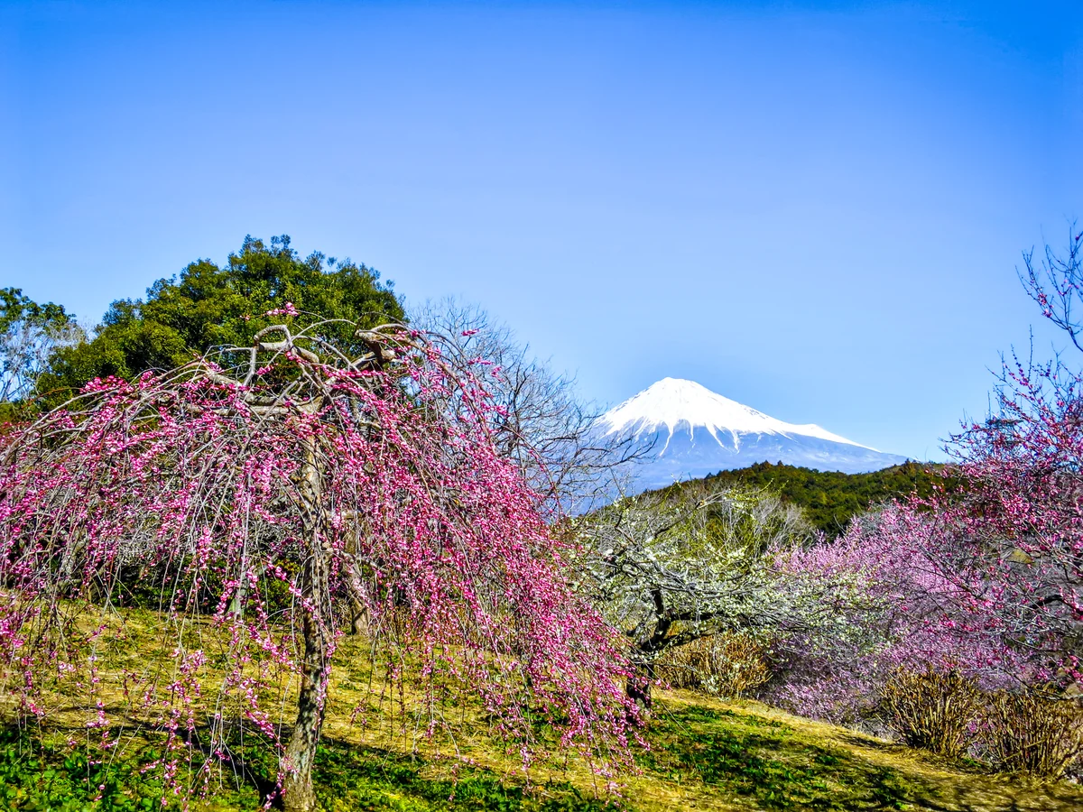 投稿写真：紅白梅と富士山