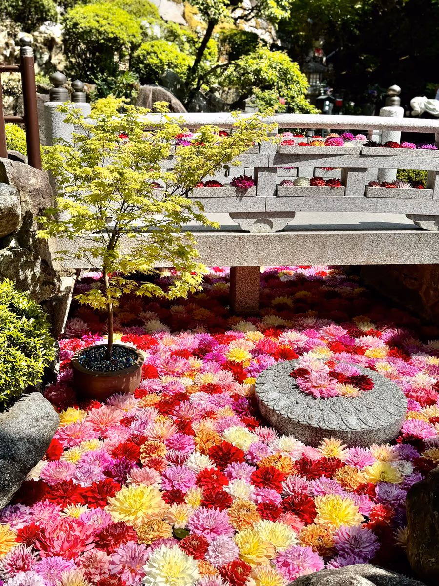 投稿写真：天竺牡丹の絶景 華の池🌼岡寺