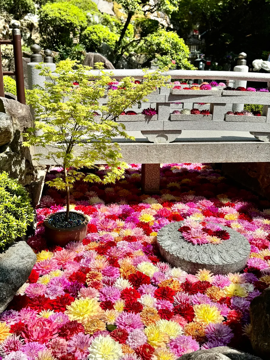 投稿写真：天竺牡丹の絶景 華の池🌼岡寺