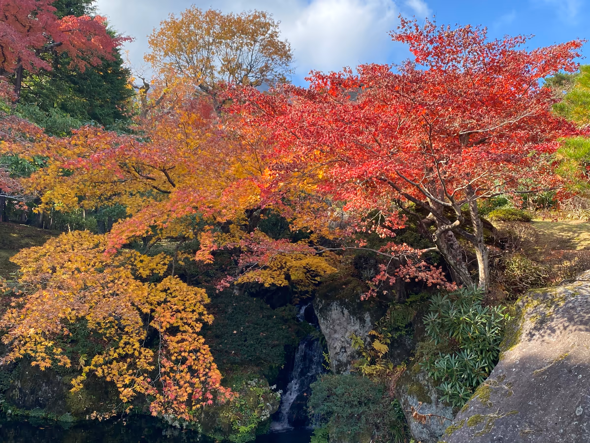 投稿写真：紅葉絶頂