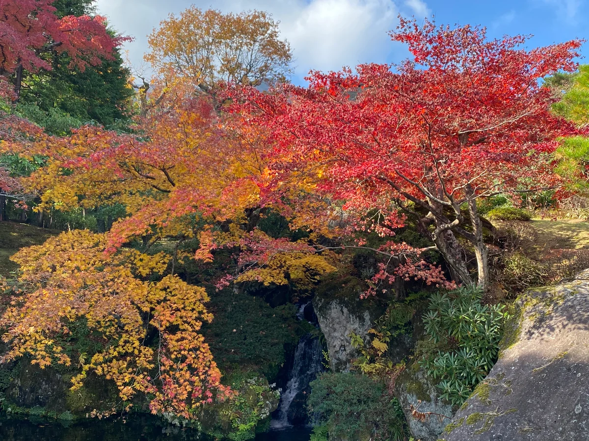 投稿写真：紅葉絶頂