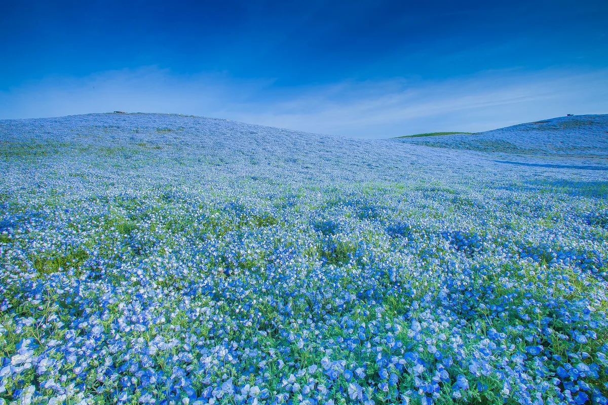 投稿写真：日本一のネモフィラ畑