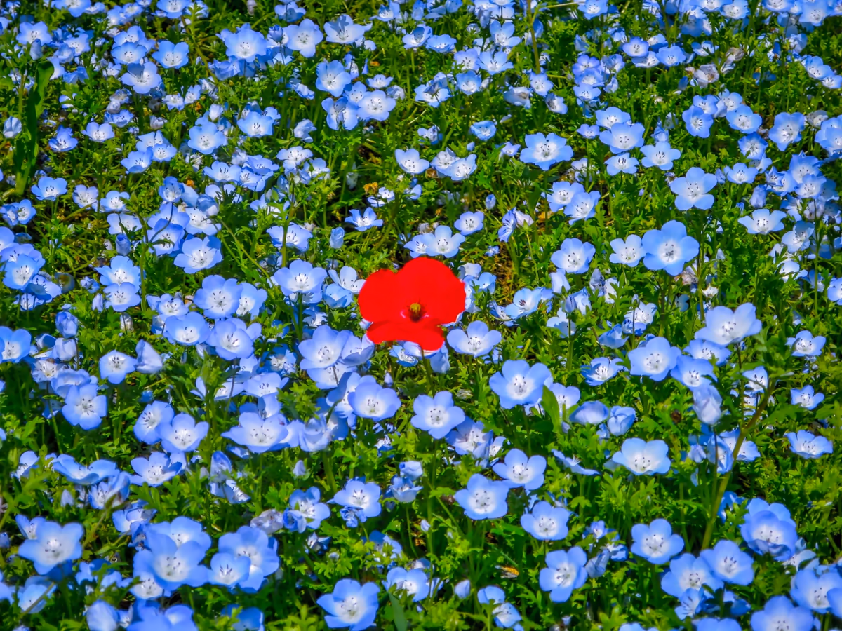 投稿写真：紅一点