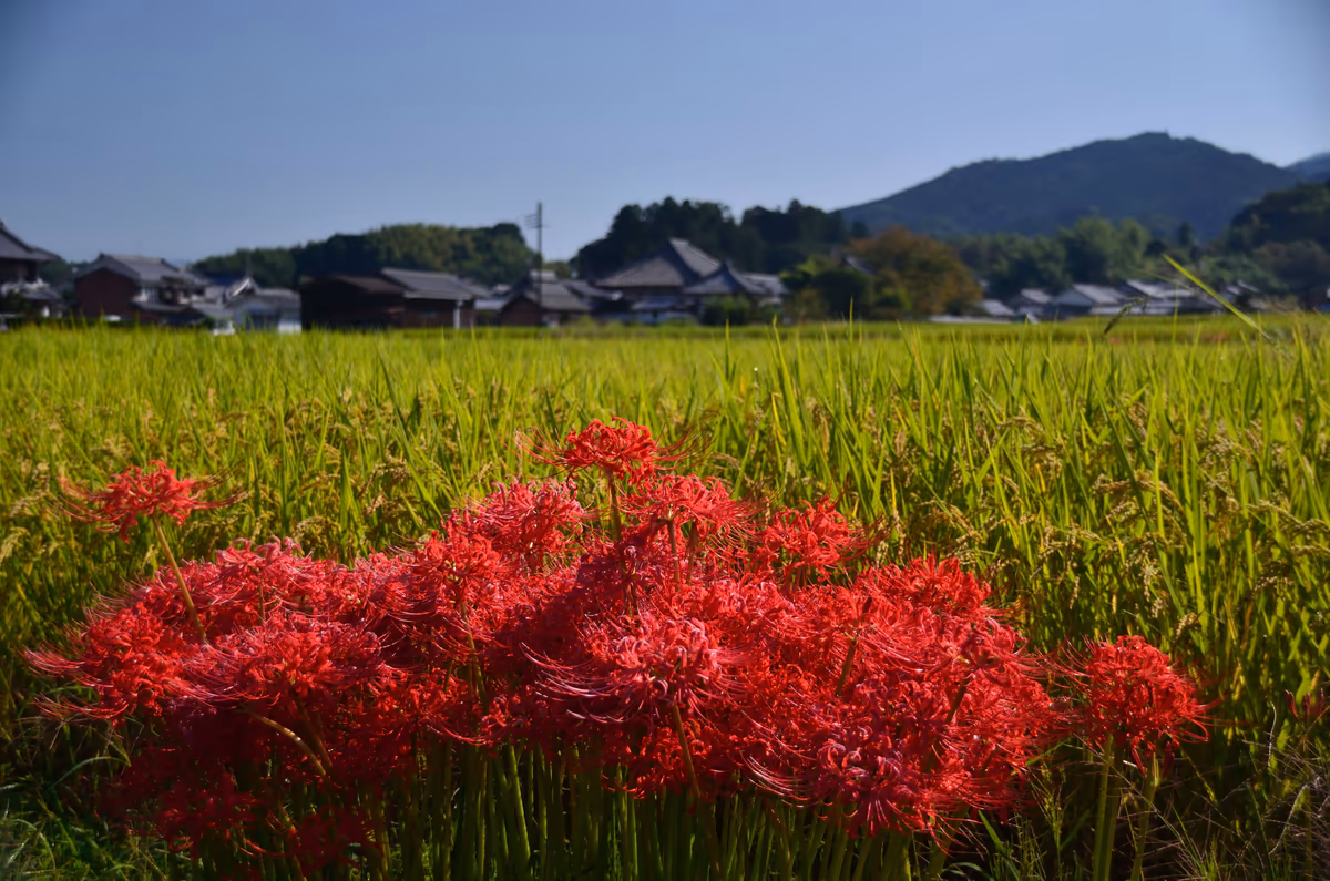 投稿写真：秋の実りに彼岸花