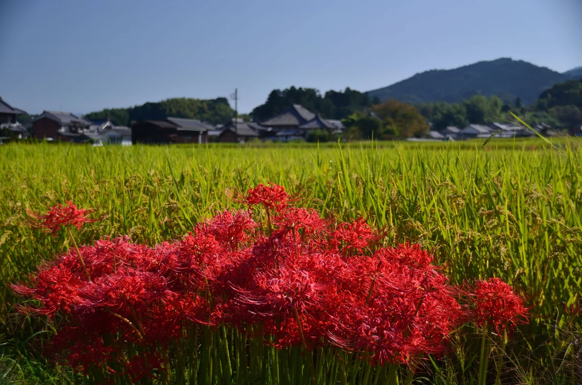 投稿写真：秋の実りに彼岸花