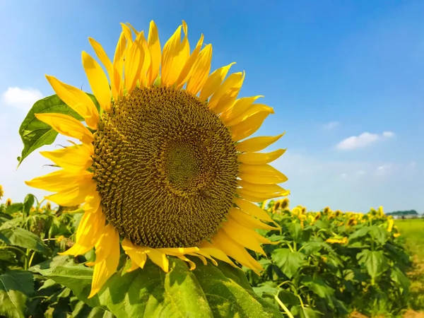 投稿：ヒマワリ畑