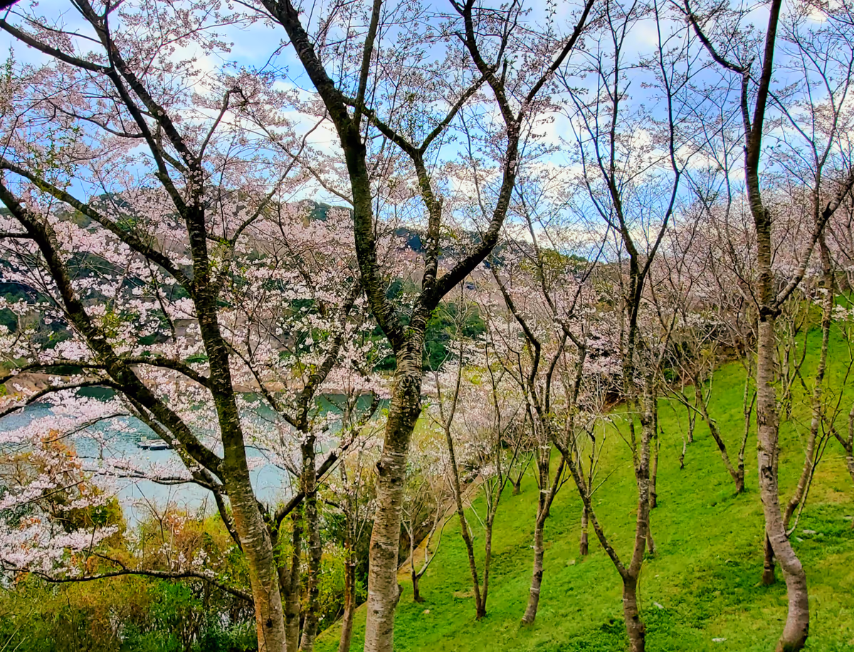 投稿写真：さくらの森の中