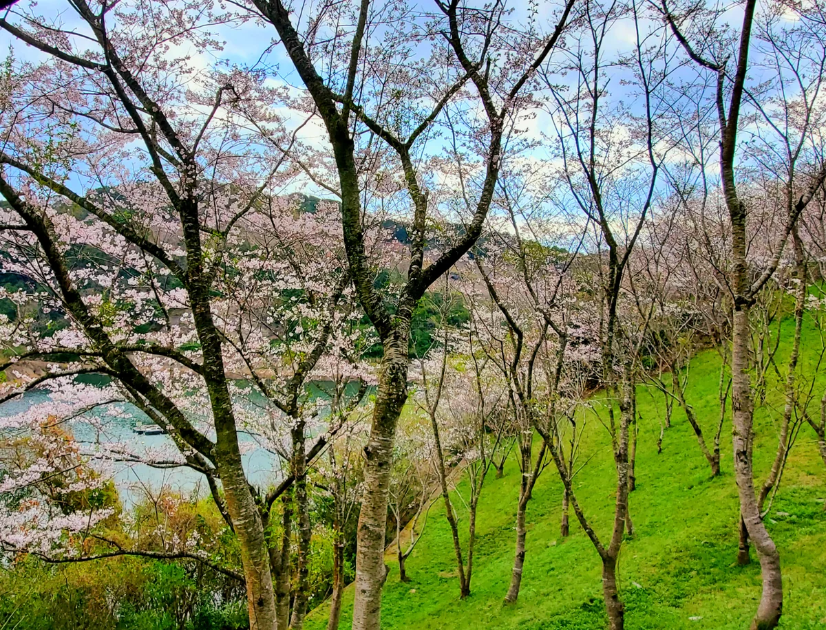 投稿写真：さくらの森の中