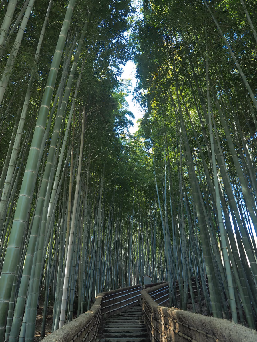 投稿写真：竹林
