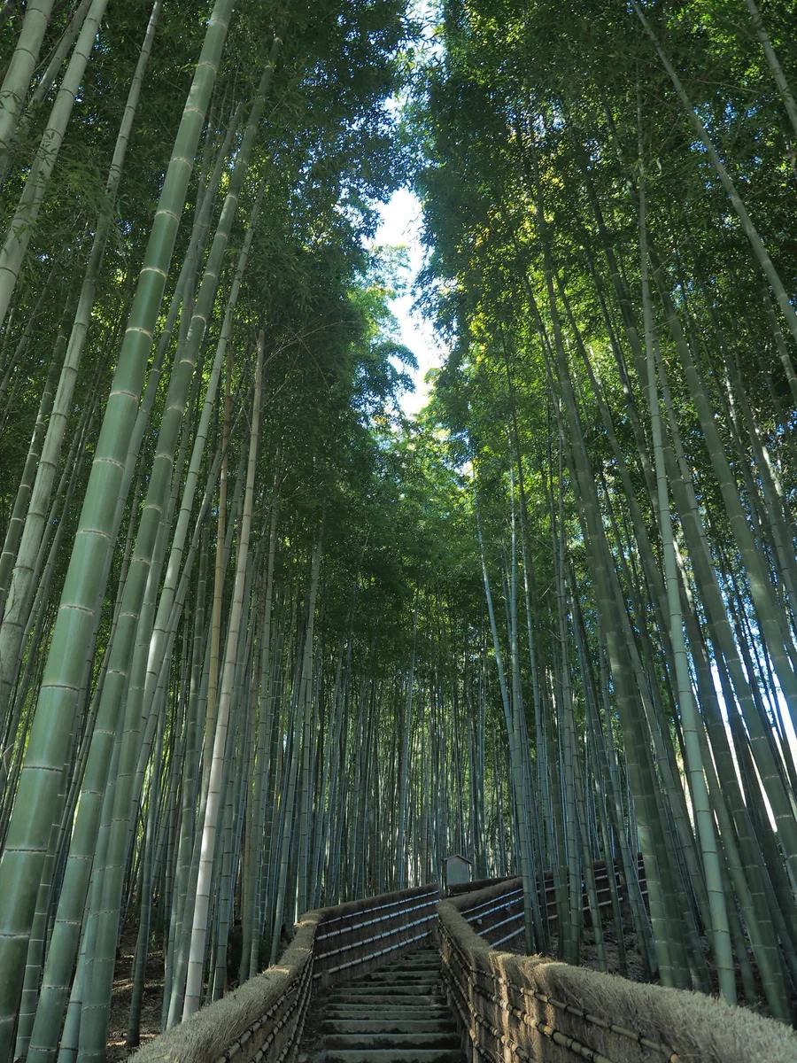 投稿写真：竹林