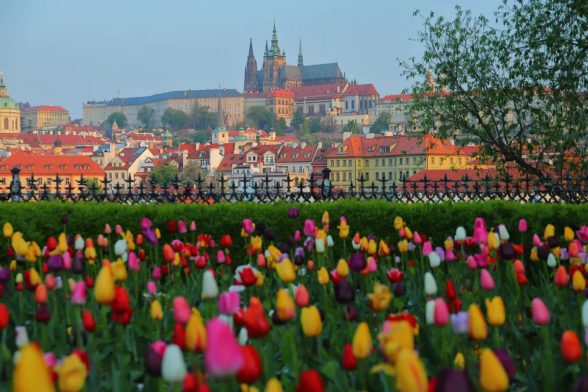 投稿写真：チューリップとプラハ城