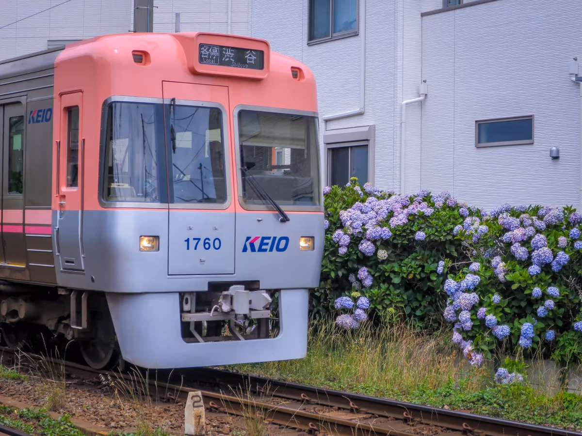 投稿写真：井の頭線とあじさい