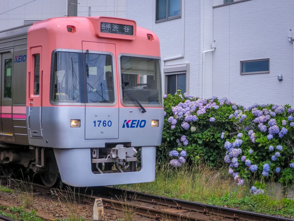 投稿写真：井の頭線とあじさい